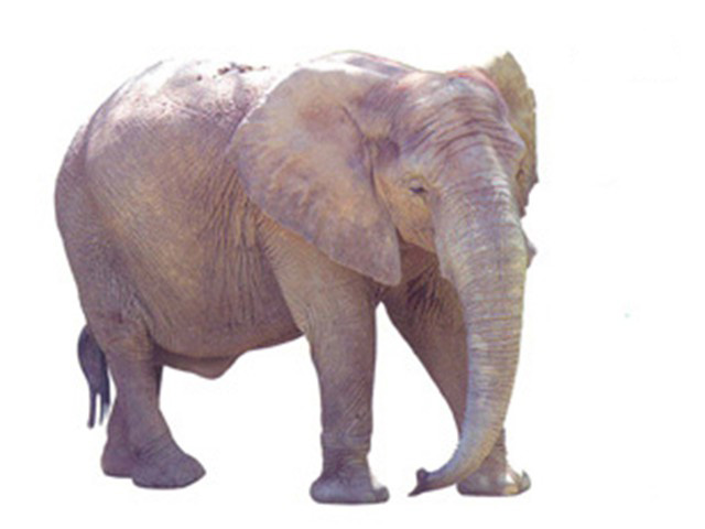 elephantsmall2